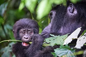 Uganda Prints: Mountain gorilla (Gorilla beringei beringei) female
