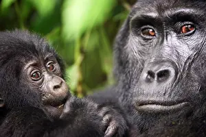 Uganda Prints: Mountain gorilla (Gorilla beringei beringei) female