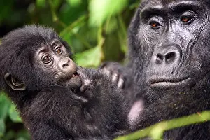 Mountain gorilla (Gorilla beringei beringei) female, holding infant, aged 2 months, head portrait, Bwindi Impenetrable Forest National Park, Uganda. Endangered