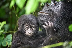 Uganda Prints: Mountain gorilla (Gorilla beringei beringei) female