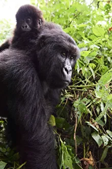 Mountain gorilla (Gorilla beringei beringei) female carrying baby on her back, member