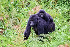 Uganda Prints: Mountain gorilla (Gorilla beringei beringei) female carrying infant