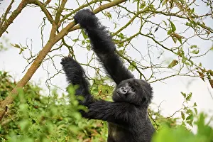 Gorilla Gorilla Beringei Prints: Mountain gorilla (Gorilla beringei beringei) female grabbing a branch to break it