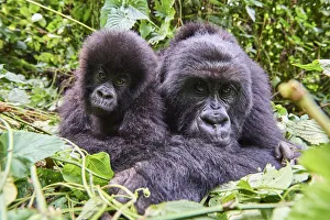 Mountain Gorilla Prints: Mountain gorilla (Gorilla beringei beringei) female resting with her baby, members
