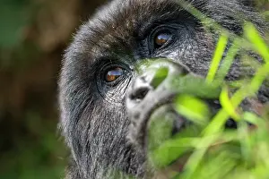 Mountain gorilla (Gorilla beringei beringei) head portrait, Mgahinga Gorilla National Park, Uganda. Endangered
