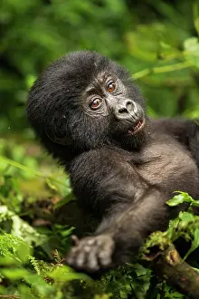 Gorilla Gorilla Beringei Prints: Mountain gorilla (Gorilla beringei beringei) infant