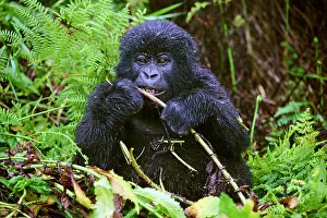Mountain gorilla (Gorilla beringei beringei) infant, sitting on the ground feeding. Member of the Nyakagezi group. Mgahinga National Park, Uganda. Endangered