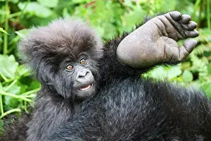 Hairy Prints: Mountain gorilla (Gorilla beringei beringei) infant holding its mother's foot