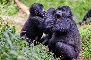 Uganda Prints: Mountain gorilla (Gorilla beringei beringei) infant and juvenile playing in the forest