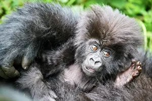 Hairy Prints: Mountain gorilla (Gorilla beringei beringei) infant resting on its mother