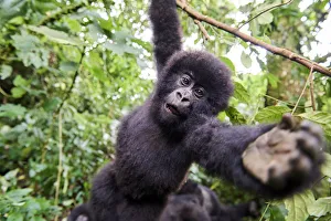 Mountain gorilla (Gorilla beringei beringei) juvenile hanging from branch trying to grab the camera