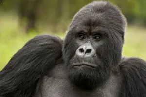 Mountain Gorilla Prints: Mountain Gorilla (Gorilla beringei beringei) Sabyinyo Group, Silverback sitting in meadow