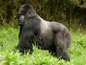 Male Prints: Mountain Gorilla (Gorilla beringei beringei) Sabyinyo Group, Silverback in meadow