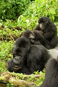 Mountain gorilla (Gorilla beringei beringei) silverback lying down with infants playing on his back, Kwitonda group, Volcanoes National Park, Rwanda. Endangered
