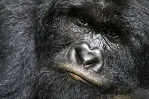 Mountain gorilla (Gorilla beringei beringei) silverback male, portrait, member of the Rugendo group