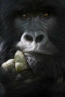 Mountain gorilla (Gorilla beringei beringei) silverback male, portrait, member of