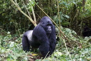 Mountain Gorilla Prints: Mountain gorilla (Gorilla beringei beringei) silverback male, member of the Bageni group