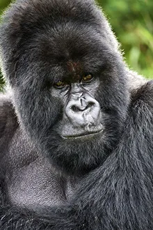 Mountain gorilla (Gorilla beringei beringei) silverback male, portrait