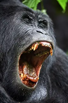 Uganda Prints: Mountain gorilla (Gorilla beringei beringei) silverback male