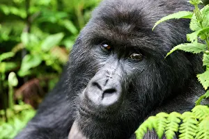 Gorilla Gorilla Beringei Prints: Mountain gorilla (Gorilla beringei beringei) silverback male