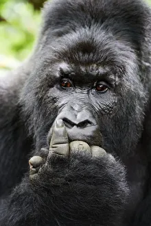 Mountain gorilla (Gorilla beringei beringei) silverback male with fingers in mouth