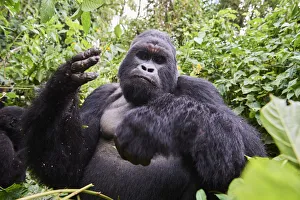 Mountain gorilla (Gorilla beringei beringei) silverback male Humba feeding