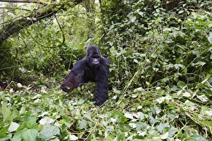 Mountain gorilla (Gorilla beringei beringei) silverback male Humba feeding on Driver ant
