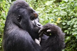 Mountain gorilla (Gorilla beringei beringei) silverback male known as Humba licking