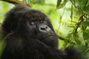 Mountain gorilla (Gorilla beringei beringei) silverback sitting among Lobelia, Kuriyama Group, Volcanoes National Park, Rwanda. Endangered