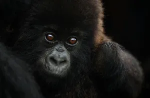 Mountain gorilla (Gorilla beringei beringei) small infant, Sabyinyo group