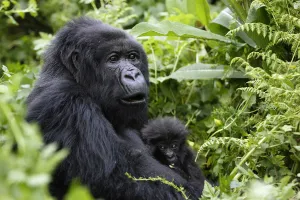 Mountain Gorilla (Gorilla beringei) female holding baby in dense vegetation in Volcanoes