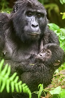 Uganda Prints: Mountain gorilla (Gorilla beringei) female holding infant