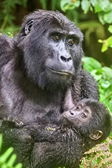 Uganda Prints: Mountain gorilla (Gorilla beringei) female holding infant