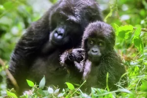 Uganda Prints: Mountain gorilla (Gorilla beringei) female with infant