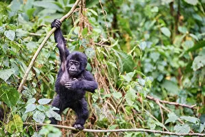 November 2022 Highlights Gallery: Mountain gorilla (Gorilla beringei) juvenile, aged 15 months, hanging from branch