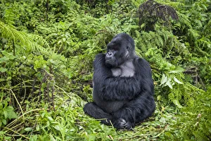 Mountain gorilla (Gorilla beringei) male silverback at rest, Susa group, Volcanoes National Park