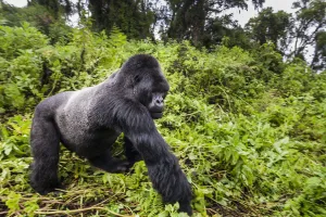 Mountain Gorilla Prints: Mountain gorilla (Gorilla beringei) male silverback walking past, Susa group, Volcanoes