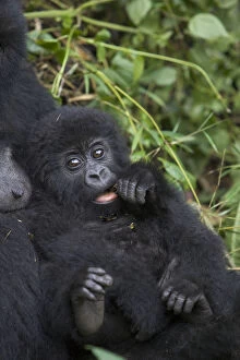 Mountain gorilla {Gorilla beringei} mother holding 10-months infant, Parc National des Volcans
