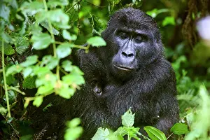 Uganda Prints: Mountain gorilla (Gorilla beringei) mother with infant sitting among foliage