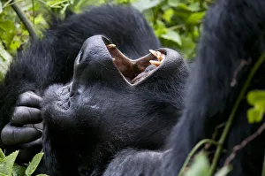 Mountain gorilla (Gorilla beringei) resting on back yawning, Bwindi Impenetrable Forest