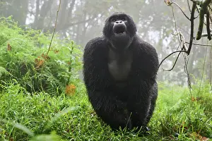 Mountain gorilla (Gorilla beringei) silverback male, standing in misty forest habitat with mouth open. Member of Nyakagezi group. Mgahinga National Park, Uganda. Endangered