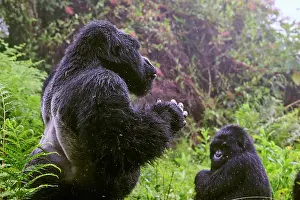 Social Behaviour Prints: Mountain gorilla (Gorilla beringei) silverback male