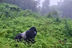 Mist Prints: Mountain gorilla (Gorilla beringei) silverback male