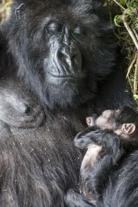 Mountain Gorilla Prints: Mountain gorilla (Gorilla gorilla beringei) 10-day newborn sleeping with mother