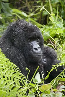 Mountain Gorilla (Gorilla gorilla beringei) mother holding baby twins age five months