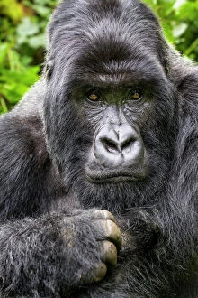 Male Animal Gallery: Mountain gorilla (Gorilla gorilla beringei) silverback Gihishamwotsi displaying, non group dominant
