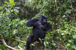 Images Dated 26th October 2012: Mountain gorilla (Gorilla gorilla beringei) blackback Shirimpumu displaying, non dominant male