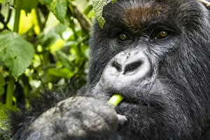 Mountain Gorilla Gallery: Mountain gorilla (Gorilla gorilla beringei) close up of silverback eating, Volcanoes National Park