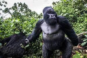 Mountain Gorilla Gallery: Mountain gorilla (Gorilla gorilla beringei) dominant silverback Akarevuro completely