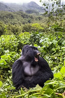 Mountain Gorilla Gallery: Mountain gorilla (Gorilla gorilla beringei) silverback Gihishamwotsi displaying, Sabyinyo Group